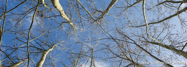 Plantanen winter.JPG